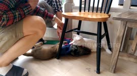 Midget bad ass kitty cat bully causing havoc cat caffe harajuku Tokyo Japan short legs killer eyes