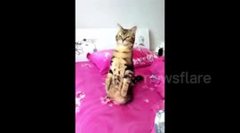 This cat seems to think its a meerkat