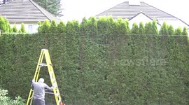 trimming cedar hedge,time lapse