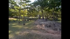Sri Lanka. Anuradhapura. Vessaririya ruins and black face monkeys. 2015