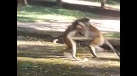 Sri Lanka. Polonnaruwa. 2015 (2) Potgul Vihara. Monkeys playing