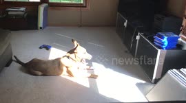 Just a dog lying in the sun and singing