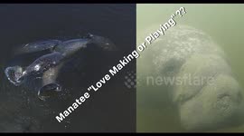 Manatee 