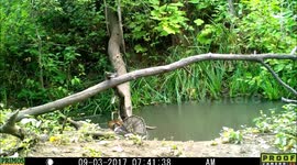 Ruffed Grouse stutt and females 3Sep2017
