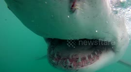 Great white shark gives cameraman a close up of its jaws