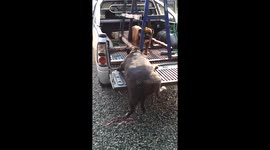 Chubby Bulldog Gets Stuck After Leaping Into Truck