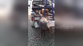 Newsflare Edit - Chubby Bulldog Gets Stuck After Leaping Into Truck