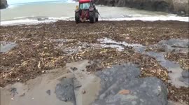 Portugese man`o`war,hidden in freaky seaweed