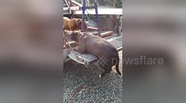 Chubby bulldog gets stuck after leaping into pick up truck