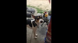 Portia wants the booty gnome lol