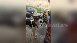 Newsflare Edit - Portia wants the booty gnome lol