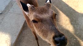 deer begging for food Giant red tori gate Hiroshima itsukushima miyajima Japan May 23 2016