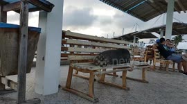 Galapagos sealion sleeping on bench Santa Cruz