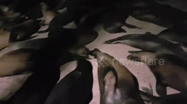 Sealions sleeping in Galapagos