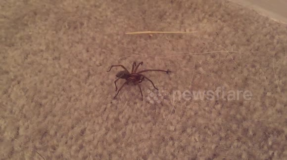Hobo Spider in Oregon, USA