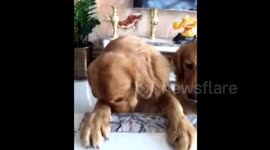 This dog doesn't want to pray before eating