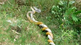 snake breeding in natural environment 