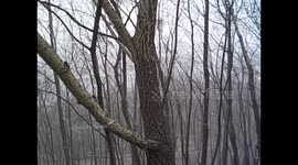 Ukraine. Ucrania. Kiev. Snowing in the park. Nevada en el parque. 2015