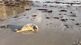 Couple rescue a seal pup stranded on a Cornish beach by coaxing it back into the sea