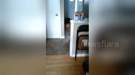 Newsflare Edit - Pitbull Dog Welcomes Home Canadian Soldier