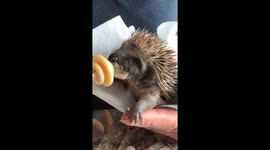 Prickles and Paws Hedgehog Rescue