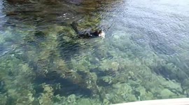 Territorial sealions following boat Galapagos Islands