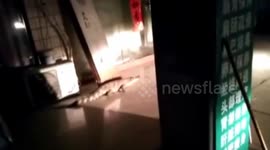 Firefighters catch runaway alligator in residential area