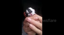 Kitten born with two faces