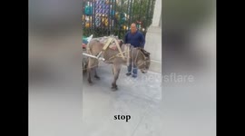 Smart donkey understands owner's orders