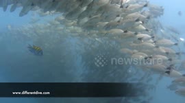 Very big shoal of fish in Costa Rica hiding the sun