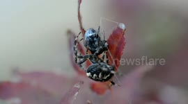 Garden spider feeding on fly