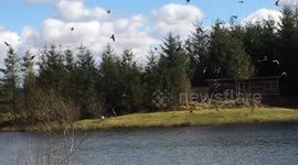 Red Kites feeding at Bwlch Nant Yr Arion in Mid-Wales. stunning birds of prey