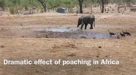 Elephant poaching: Trunk-less elephant trying to survive