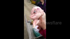 Pig born with penis-like growth on forehead in China