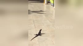 Newsflare Edit - Giant Cricket Did Not See It Comming ! 