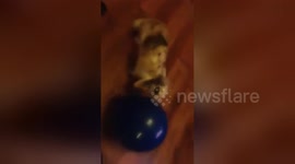 Newsflare Edit - National Rabbit Day , rabbit loves ballon 