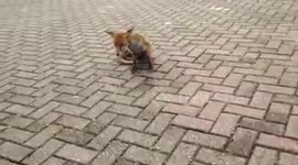 Saved a hungry young fox 