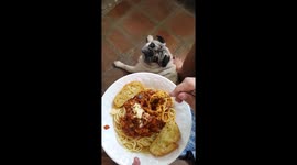 You're never alone with a pug!!