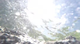 Camera-shy crocodile chomps on photographer's GoPro in Mexico