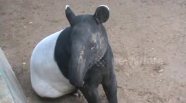 Bandaged up, a wounded tapir receives treatment from conservationists in Indonesia