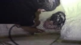 Firemen free worker trapped in bean dregs