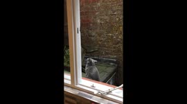 Cat imitates magpies 