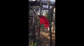 orangutan at Melbourne Zoo