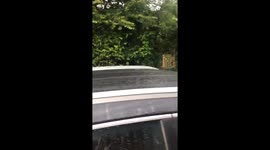 Killer Wallaby on the loose in Henley on Thames