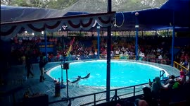 The Dolphin Circus Still Exists in Indonesia