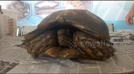 Giant Brown Tortoise Saved at The Airport When Going to be Smuggled