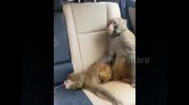 Monkeys refuse to leave tourist's car before finishing all bananas
