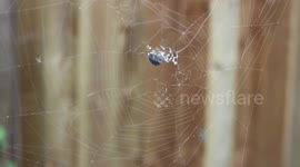 Spider Spinning a Web in the wind