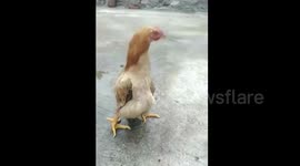 Hen appears to walk like a human