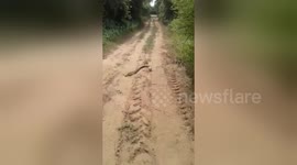 Cobra struggles to get free after getting its head stuck in a beer can